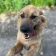 Yuki - młodziutka, przyjazna sunia szuka domu! - ogłoszenia 2541179 | iKrakow.info