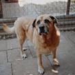 Suzi - domowa, kochana, przyjazna suni - ogłoszenia 2541236 | iKrakow.info