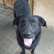 Pluto - zakochany w człowieku LABRADOR mix   - ogłoszenia 2541437 | iKrakow.info