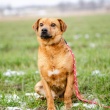Rożek - delikatny, łagodny, niewielki psiak  - ogłoszenia 2541458 | iKrakow.info