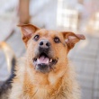 Kufel - mądry, przyjazny, wychowany szorściak   - ogłoszenia 2541605 | iKrakow.info