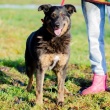 Fantastyczny Red, wpatrzony w czlowieka psiak   - ogłoszenia 2541613 | iKrakow.info