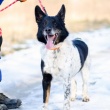 Łatek - fantastyczny, mądry psiak szuka domu - ogłoszenia 2541631 | iKrakow.info