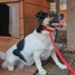 Suzi - maleńka sunia pilnie szuka domu - ogłoszenia 2541647 | iKrakow.info