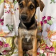 Kiwi - 4 miesięczna sunia SZCZENIAK adopcja  - ogłoszenia 2541756 | iKrakow.info