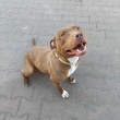 Megi, wyjątkowa sunia w typie pitbulla red nose  - ogłoszenia 2541835 | iKrakow.info