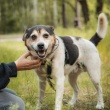 Aruś - deliaktny, ciepły, kochany psiak!  - ogłoszenia 2544332 | iKrakow.info
