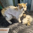 Tofik - 10 miesięczny koteczek szuka domu! - ogłoszenia 2547082 | iKrakow.info