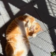 Garfield - mądry, ułożony kotek szuka domu! - ogłoszenia 2553158 | iKrakow.info