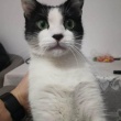 Domowa, wychowana koteczka szuka domu!   - ogłoszenia 2553159 | iKrakow.info