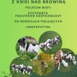 Psy sprzedaż  - ogłoszenia 750234 | poluje.pl