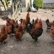 Jajka lęgowe kury zielononóżki sprzedam - ogłoszenia 2528974 | myLomza.pl