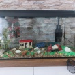 Sprzedam akwarium - ogłoszenia 2536927 | myLomza.pl