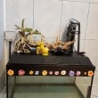 Akwarium 60l  - ogłoszenia 2539820 | myLomza.pl