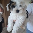Yorkshire terrier biewer - 2 suczki  - ogłoszenia 2540635 | myLomza.pl