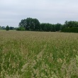 Trawa na pniu do szkoszenia gm.rzekun - ogłoszenia 2541036 | myLomza.pl