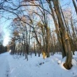 Syndyk sprzeda nieruchomość leśną (Sokół, gm. Sobolew) - ogłoszenia 2557430 | eGarwolin.pl
