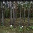 działka leśna las 1.7 ha Długobórz ul. Wądołkowska - ogłoszenia 2043783 | Zambrow.org