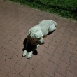 Znaleziono Psa  - ogłoszenia 2372176 | Zambrow.org