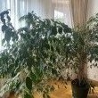 Fikusy oddam - ogłoszenia 2380400 | Zambrow.org