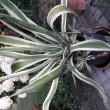 Sprzedam świerk Konika  - ogłoszenia 2380595 | Zambrow.org