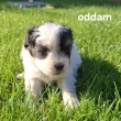 Oddam suczke  - ogłoszenia 2381275 | Zambrow.org