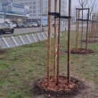 Ogłoszenie: Zatrudnię kobiety i mężczyzn. Sadzenie drzew, grabienie. Płatny dojazd