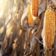 Ogłoszenie: Sprzedam kukurydzę, 6 ha, Goski Duże 