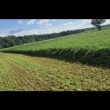 Lucerna na pniu  - ogłoszenia 2542563 | Zambrow.org