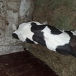Jalówka  odchowana. - ogłoszenia 2550671 | Zambrow.org