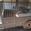 Sprzedam przyczepkę do traktora  - ogłoszenia 2551807 | Zambrow.org