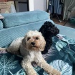 Sprzedam pieski cavapoo - ogłoszenia 2367609 | tuLegnica.pl