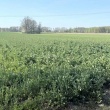 Sprzedam Siedlisko wraz z ziemią  - ogłoszenia 2539962 | Tygodnik Płocki