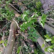 Oddam za darmo  - ogłoszenia 2357195 | ePrzasnysz.pl