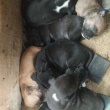 Pieski rasy amstaff - ogłoszenia 2364533 | ePrzasnysz.pl