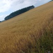 Kupię żyto lub owies odpadowy najgorszej jakosci - ogłoszenia 2366273 | ePrzasnysz.pl