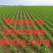 Wezmę w dzierżawę ziemię rolną - ogłoszenia 2368452 | ePrzasnysz.pl