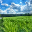 Wezmę w dzierżawę ziemię rolną  - ogłoszenia 2376452 | ePrzasnysz.pl