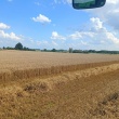 Pszenżyto Tadeus Meloman  - ogłoszenia 2377797 | ePrzasnysz.pl