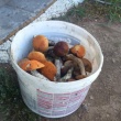 Sprzedam grzyby mieszane 100 zł wiaderko 10 l - ogłoszenia 2384508 | ePrzasnysz.pl