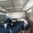 Skup bydła na rzeż oraz do dalszego chowu  - ogłoszenia 2537535 | ePrzasnysz.pl