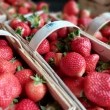 Poszukiwani chętni do zbioru truskawek. - ogłoszenia 2491222 | Kartuzy.info