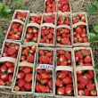 Zbieranie truskawek  - ogłoszenia 2535068 | Kartuzy.info
