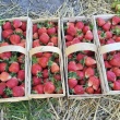 Zbiór truskawek  - ogłoszenia 2537631 | Kartuzy.info