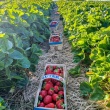 Praca sezonowa - zbiór truskawek - ogłoszenia 2538671 | Kartuzy.info
