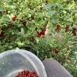 Porzeczka czerwona  - ogłoszenia 2555439 | Kartuzy.info