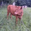 Sprzedam jałówkę mięsna  - ogłoszenia 2555983 | Kartuzy.info