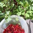 Porzeczka czerwona  - ogłoszenia 2556293 | Kartuzy.info