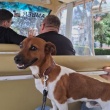 JACK RUSSELL  TERRIER REPRODUKTOR  - ogłoszenia 2556382 | Kartuzy.info