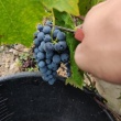 Winobranie 2026 Francja - ogłoszenia 2548492 | TUdeblin.pl